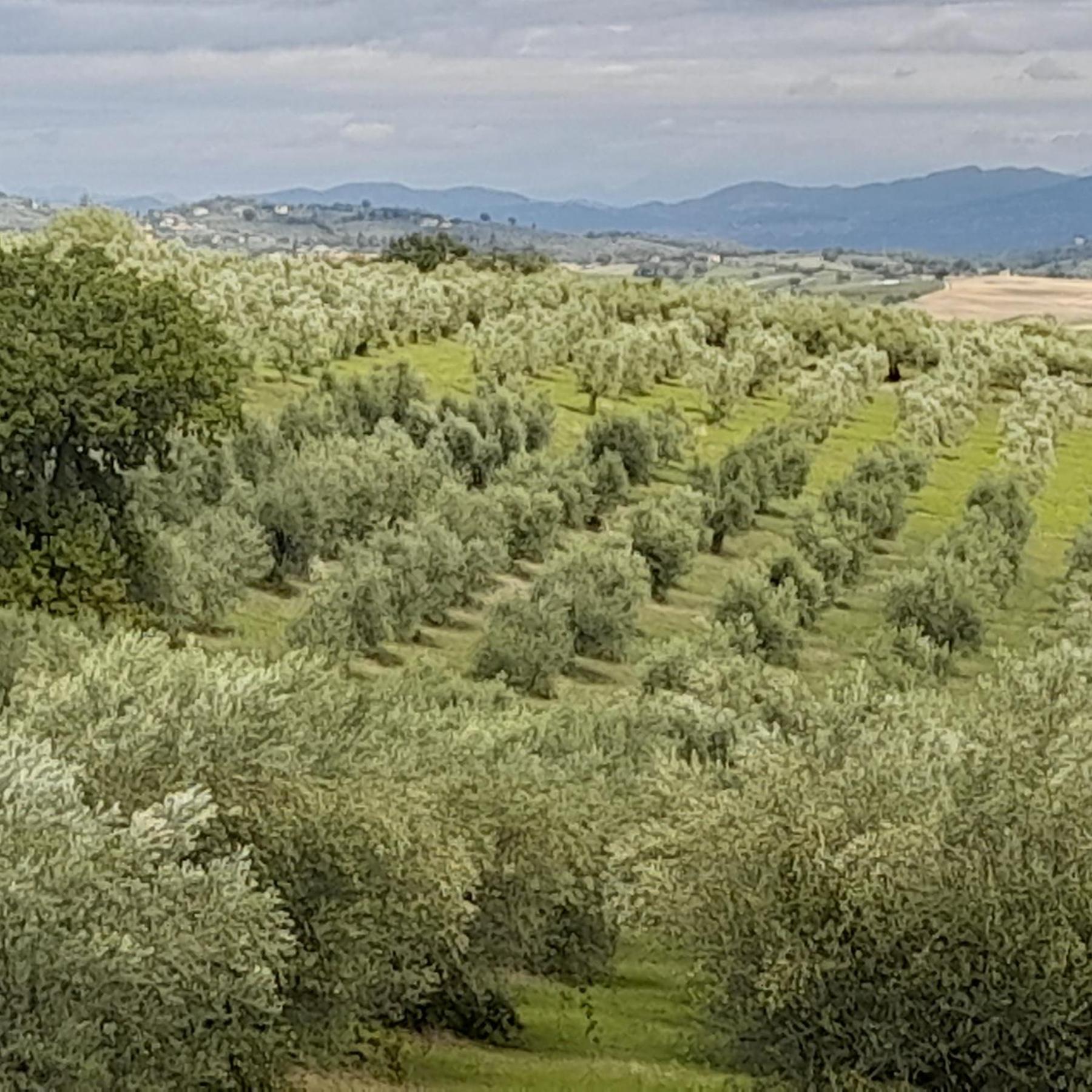 Tenuta San Felice Giano dellʼUmbria Exteriér fotografie