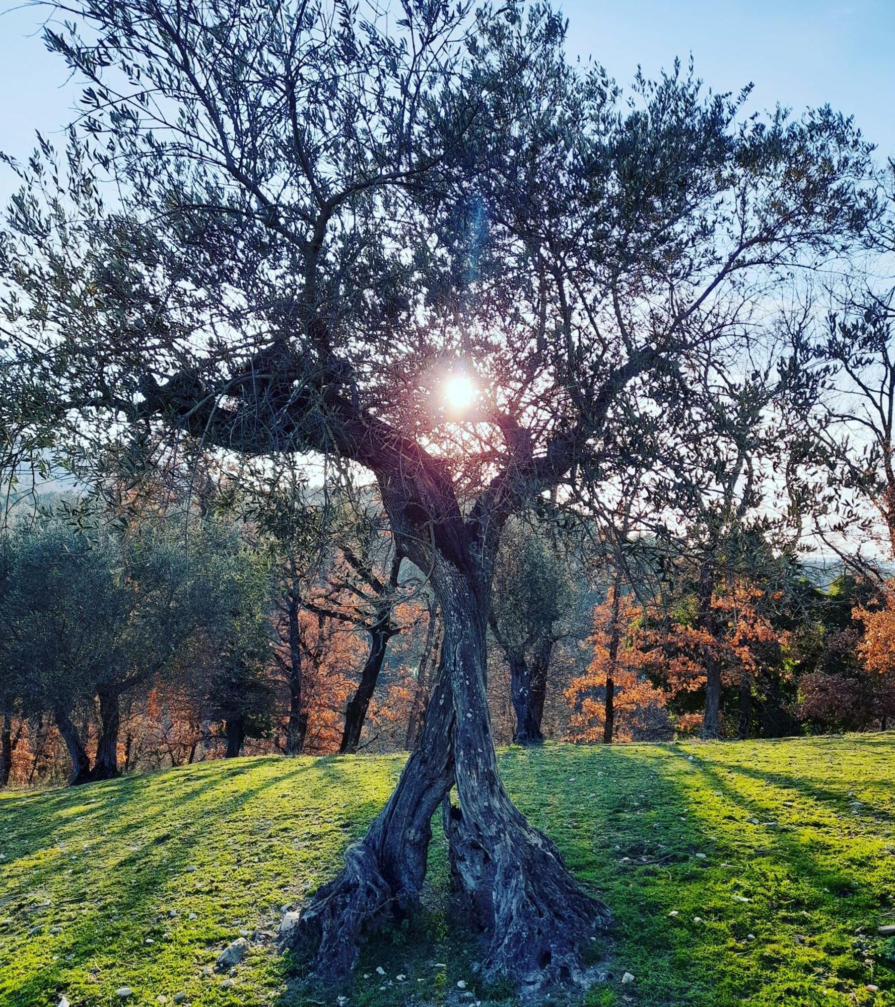 Tenuta San Felice Giano dellʼUmbria Exteriér fotografie